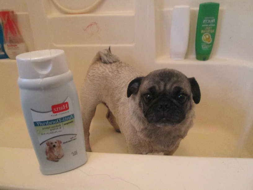 Best Shampoo For Pug Dogs