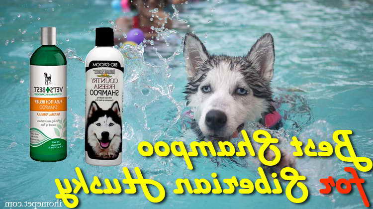 Best Shampoo For Siberian Husky Puppy
