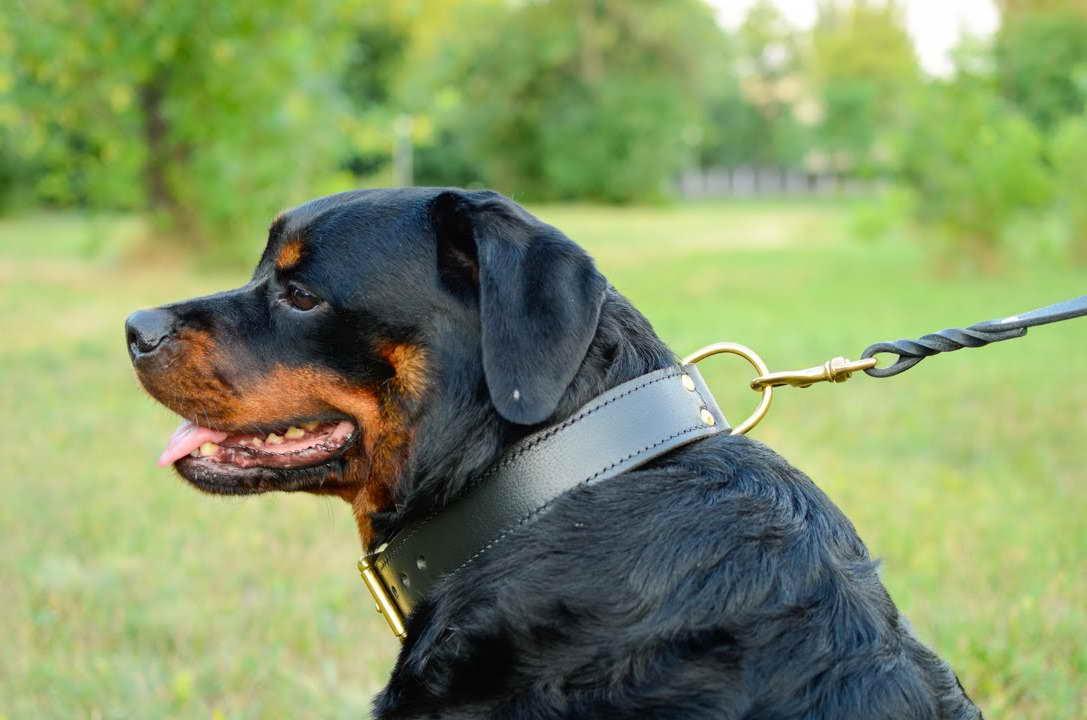 Best Shock Collar For Rottweiler