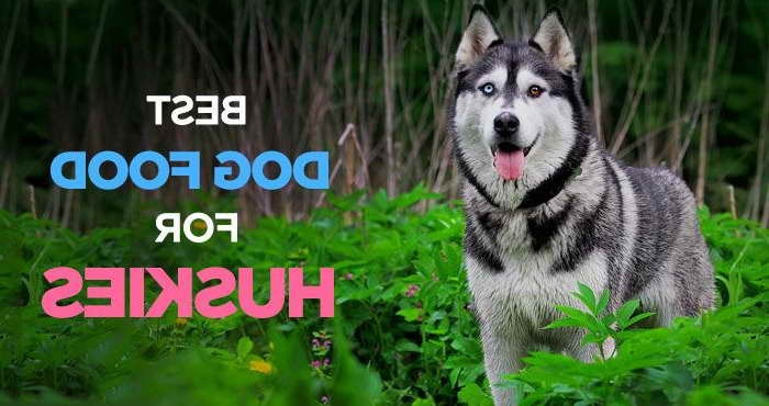 Best Siberian Husky Food