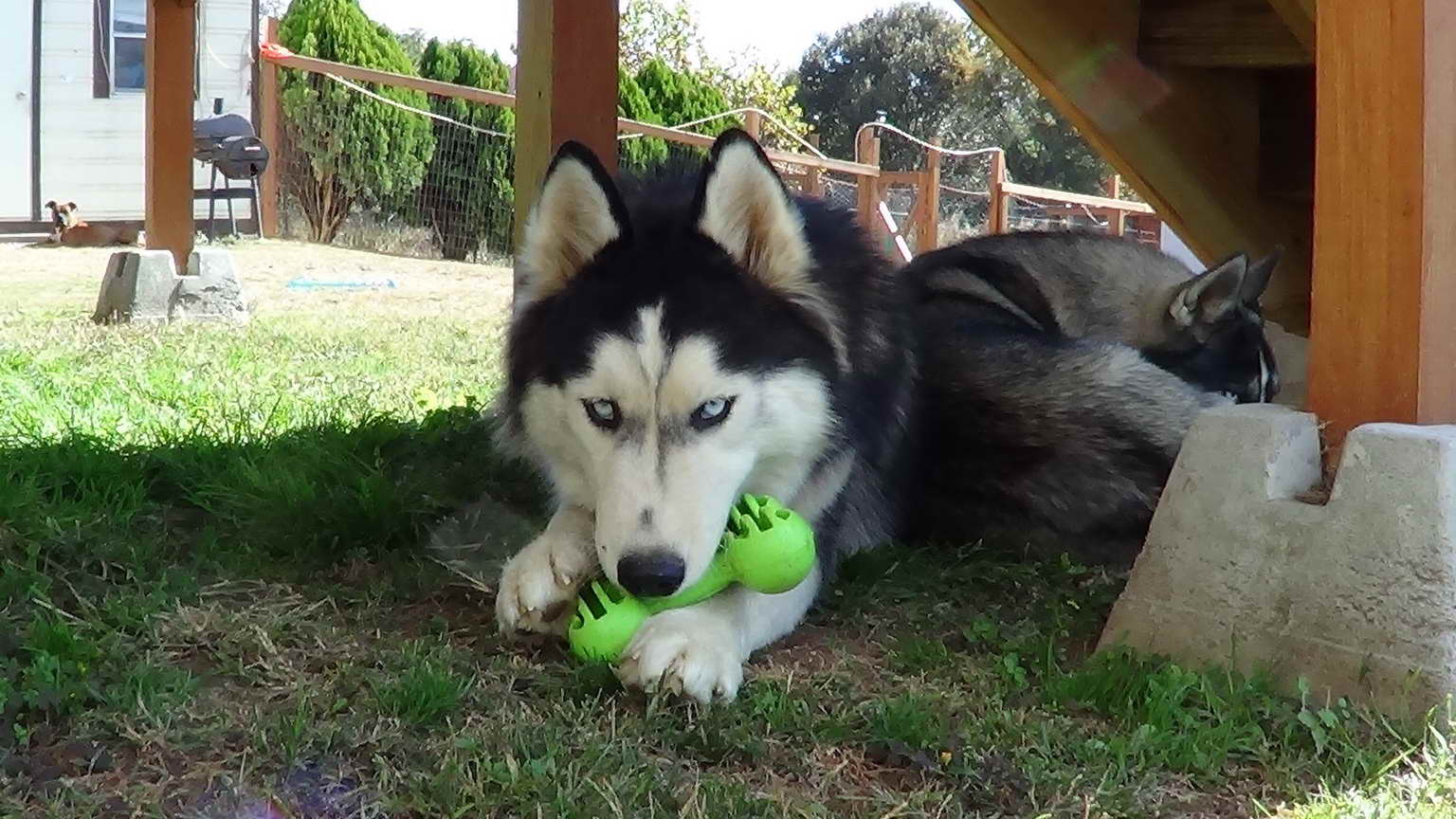 Best Toys For Husky Puppies