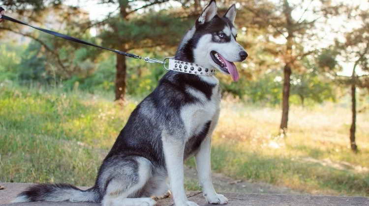 Best Training Collar For Siberian Husky