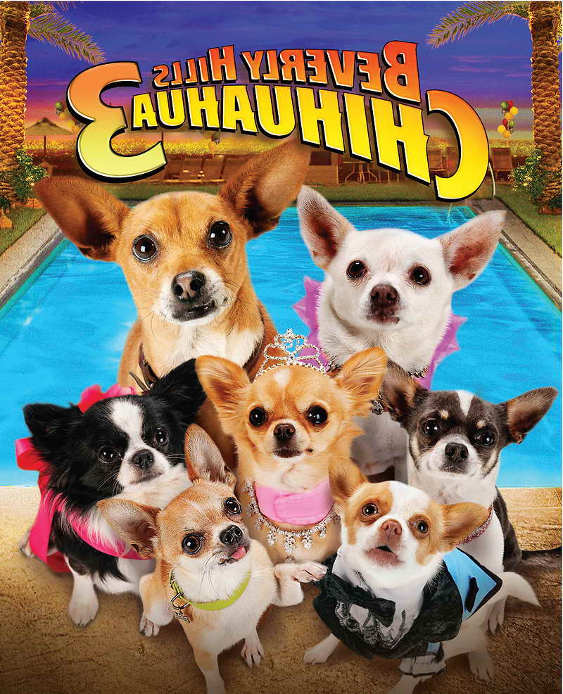 Beverly Chihuahua 3 | PETSIDI