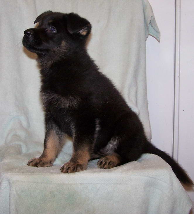 Bi Color German Shepherd Puppies For Sale