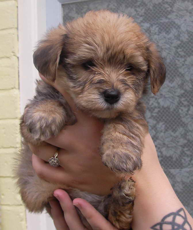 Bichon Terrier Mix Puppies For Sale