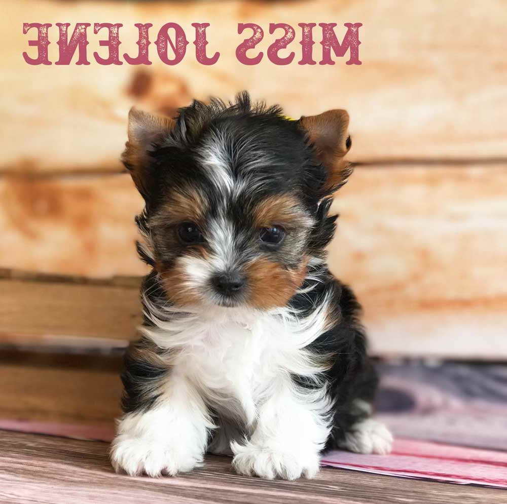 biewer yorkie puppies for sale near me