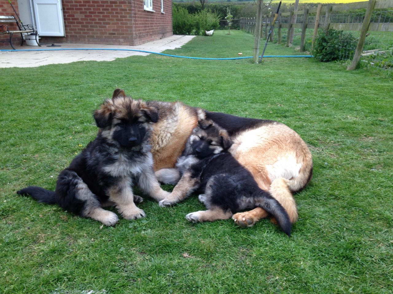 Big Boned German Shepherd Puppies For Sale