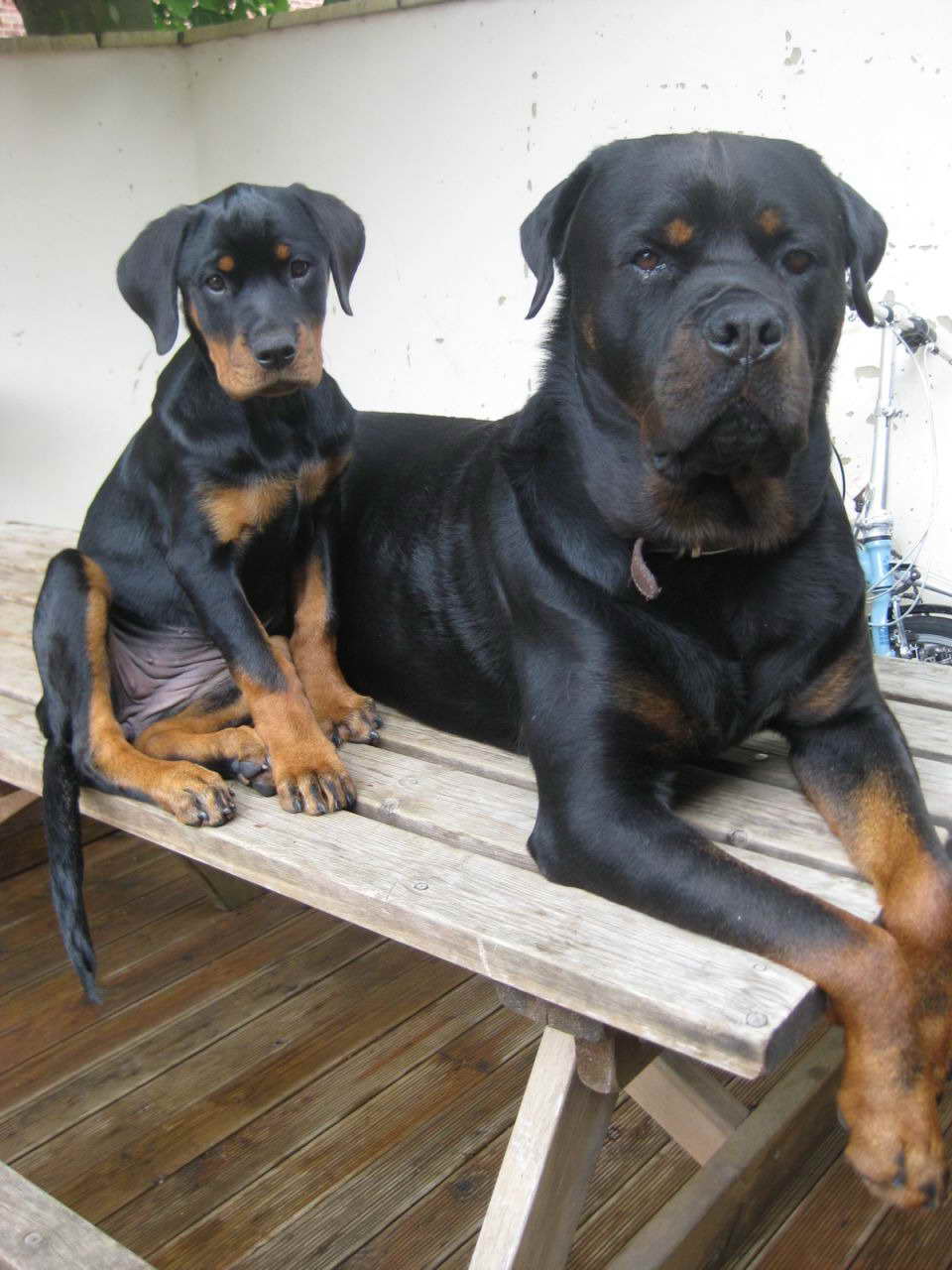 Big Boned Rottweiler Puppies For Sale PETSIDI