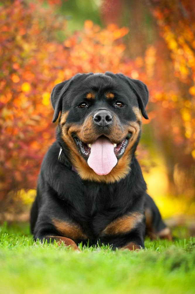 Big Dog Names Male Rottweiler