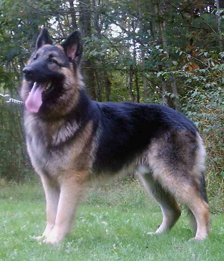 Big German Shepherd Dog
