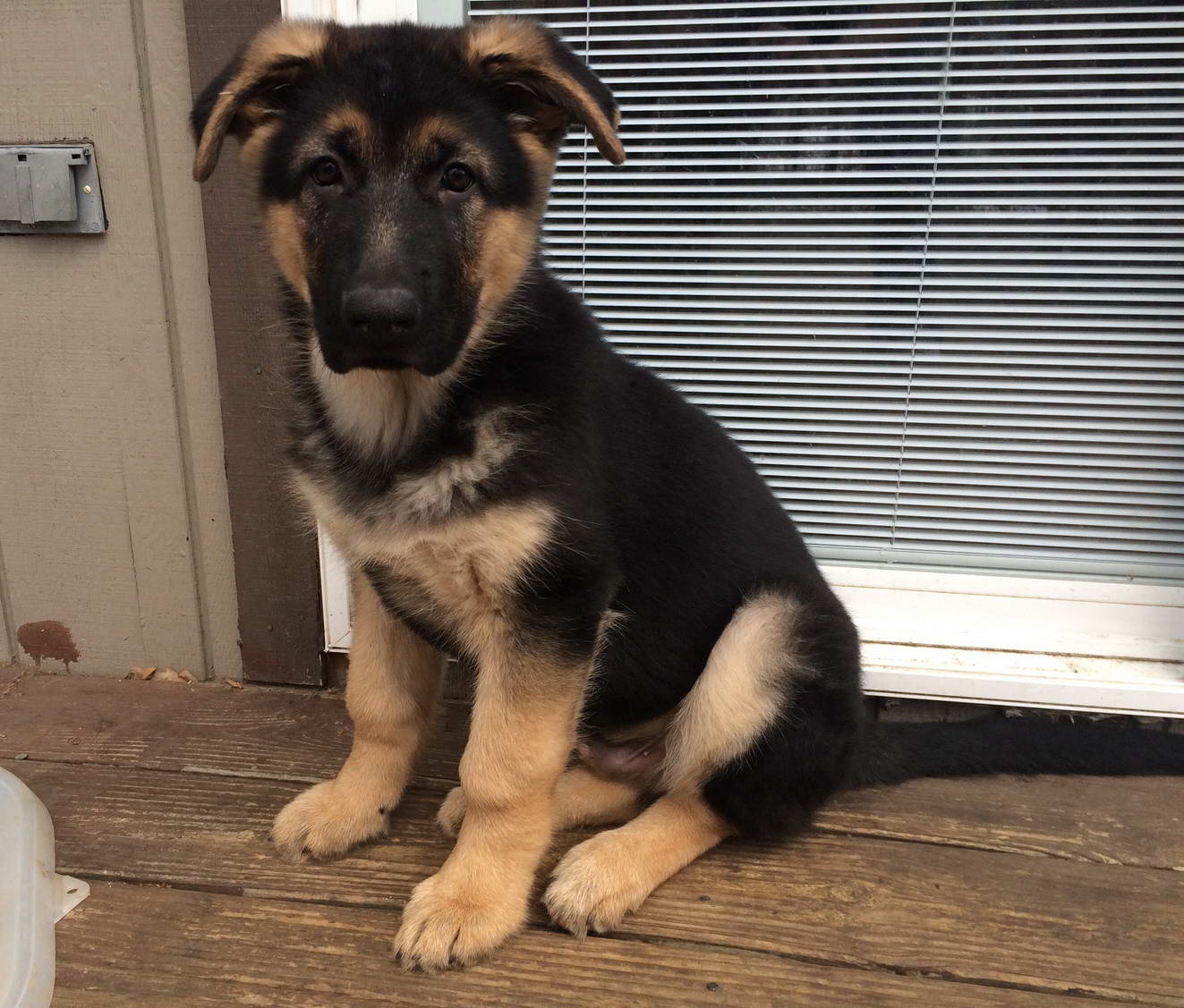 Big German Shepherd Puppies