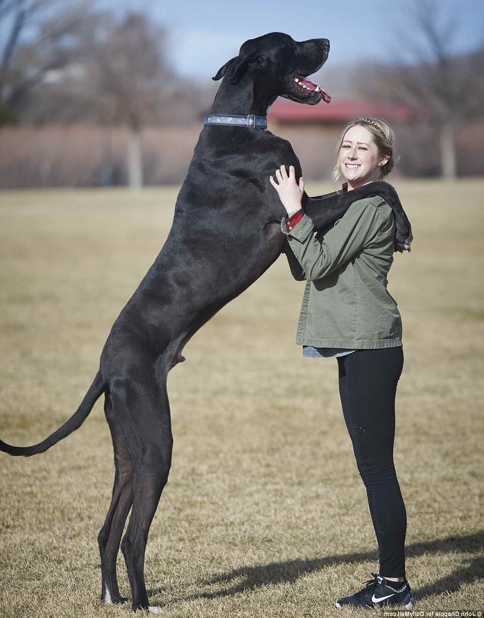 Big Great Dane Dog