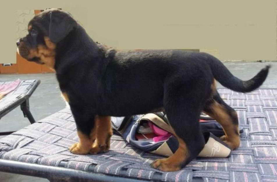 Big Head Rottweiler Puppies For Sale