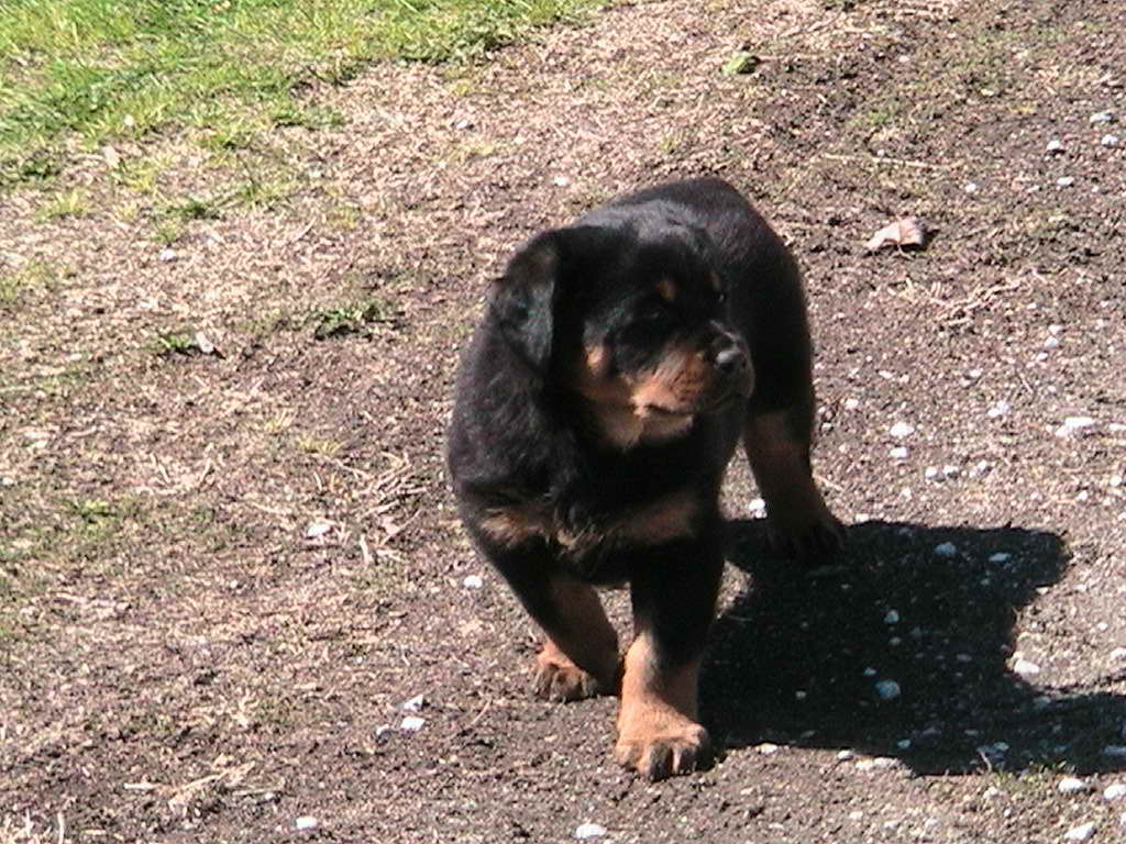 Big Rottweiler Puppies For Sale