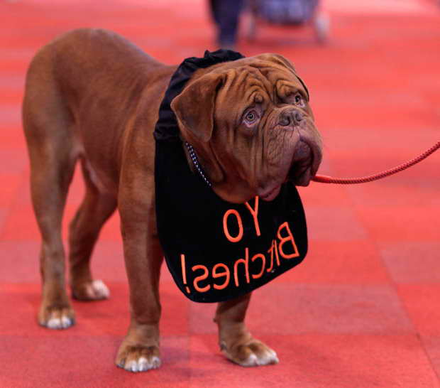 Biggest French Mastiff