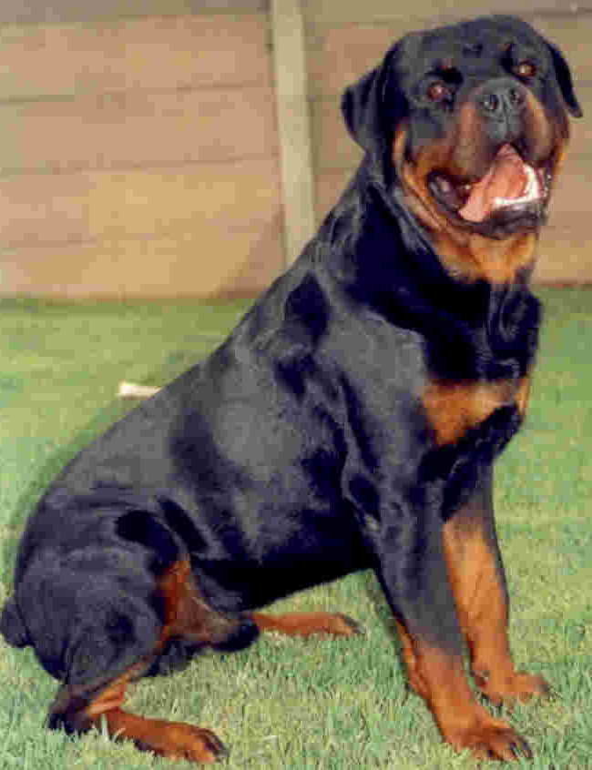 Biggest Rottweiler Breed | PETSIDI