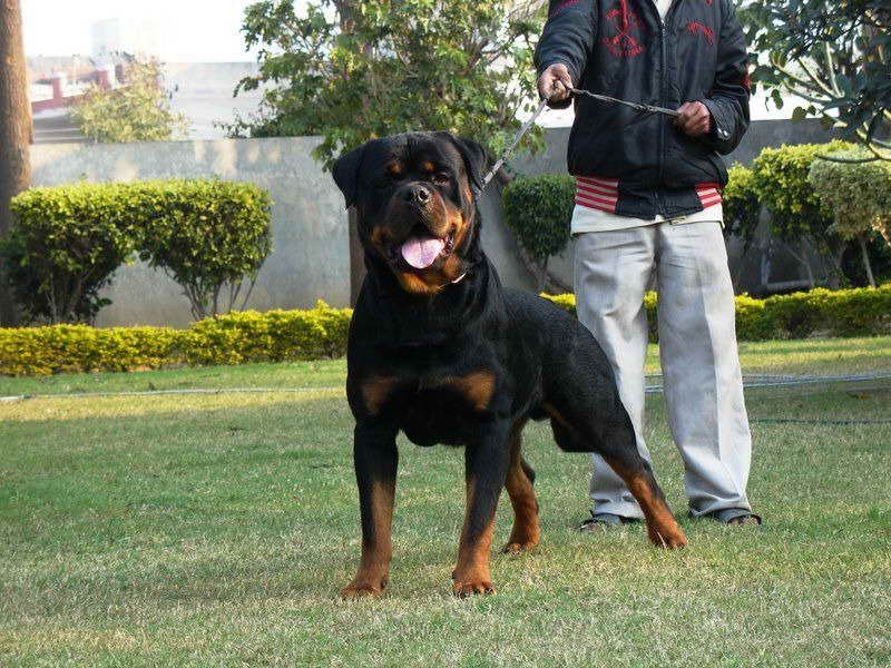 rottweiler biggest size