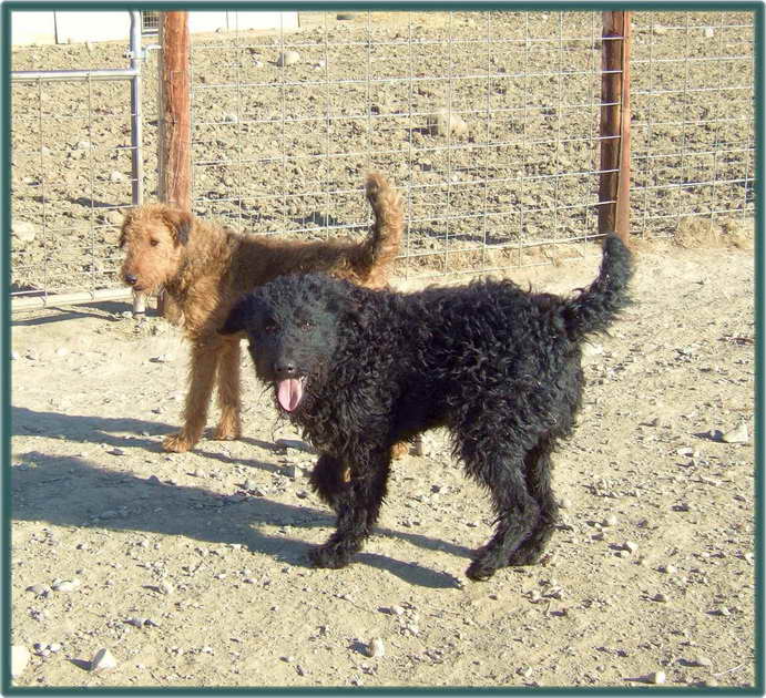 Black Airedale Terrier