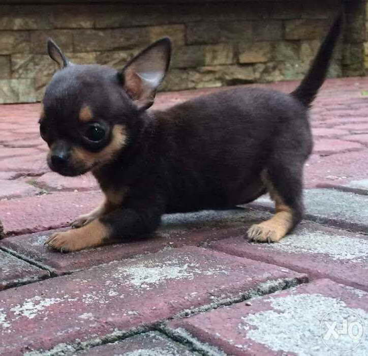 Black And Brown Chihuahua PETSIDI