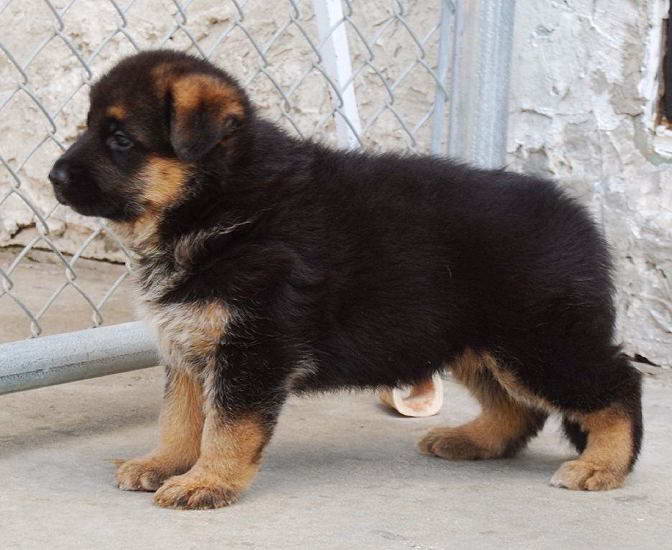 Black And Brown German Shepherd Puppies For Sale