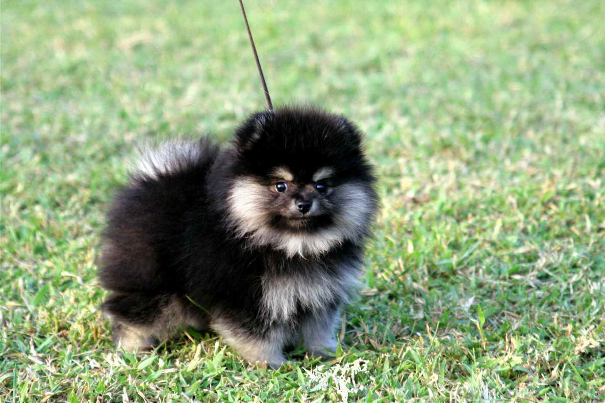 Black And Brown Pomeranian Puppies For Sale
