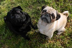 Black And Fawn Pug