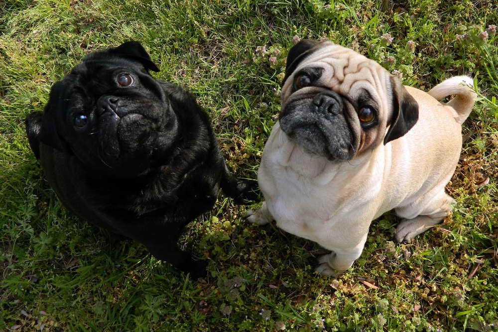 Black And Fawn Pug | PETSIDI