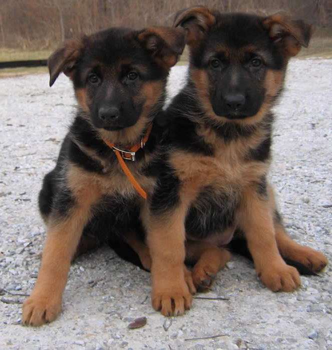 Black And Red German Shepherd Puppies