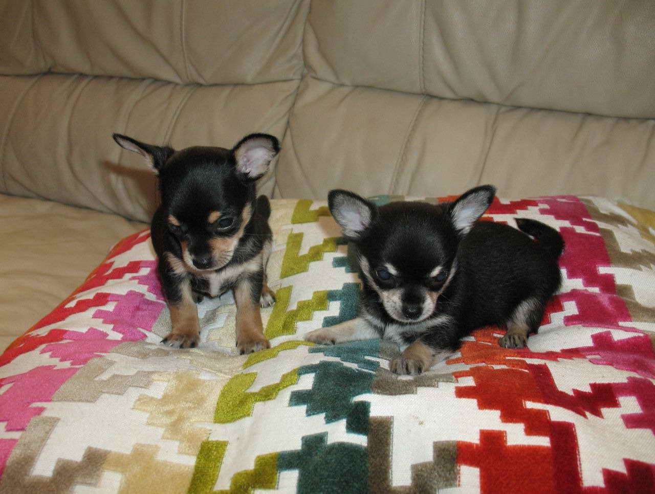 Black And Tan Chihuahua For Sale