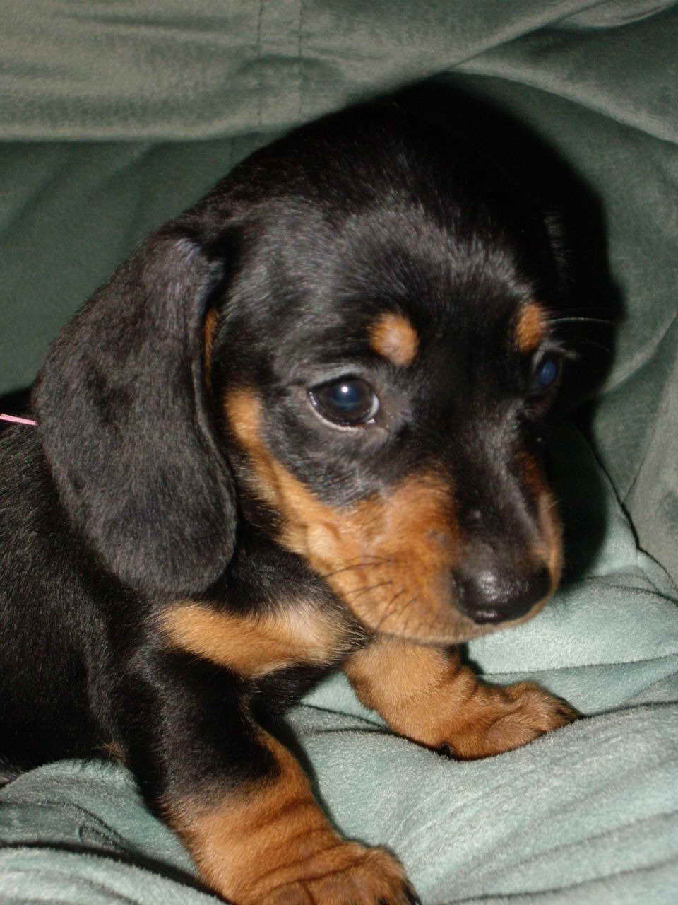Black And Tan Dachshund For Sale