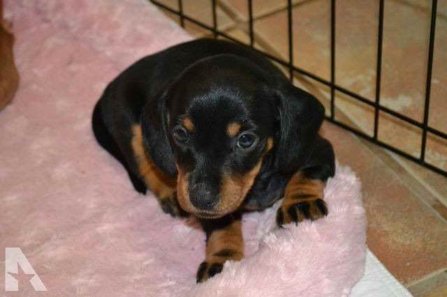 Black And Tan Dachshund Puppies For Sale