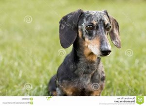 Black And Tan Dapple Dachshund