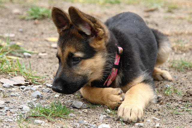 Black And Tan German Shepherd Puppies