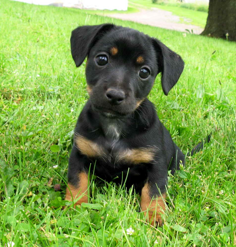 Black And Tan Jack Russell Terrier Breeders | PETSIDI