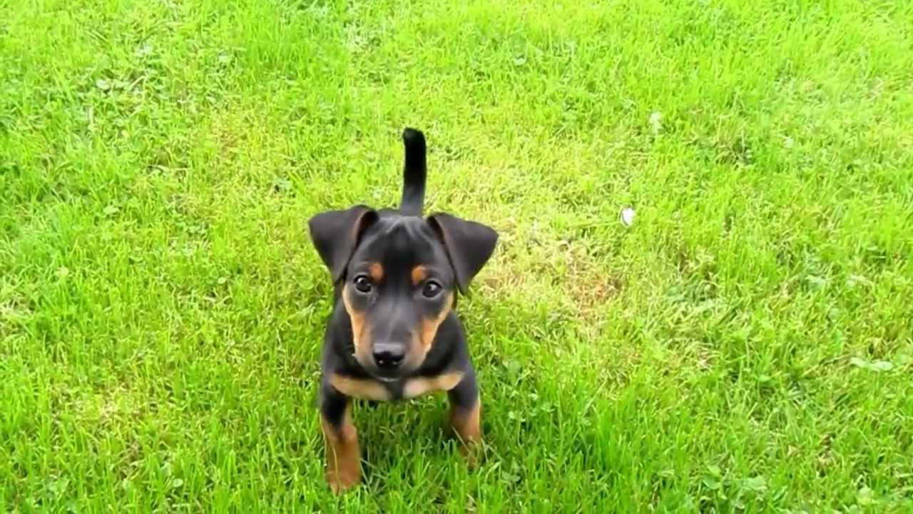 Black And Tan Jack Russell Terrier