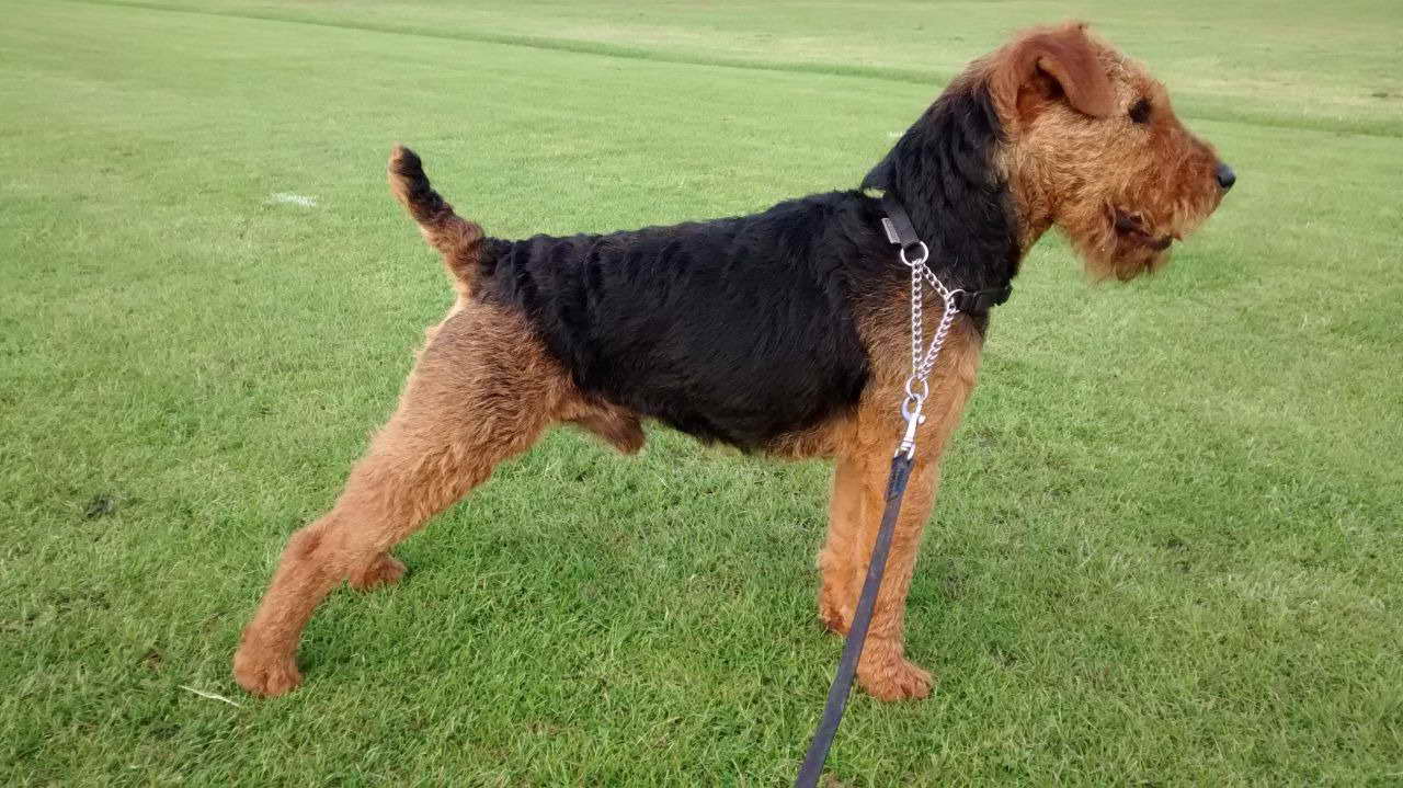 Black And Tan Terrier