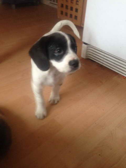 white beagle black ears