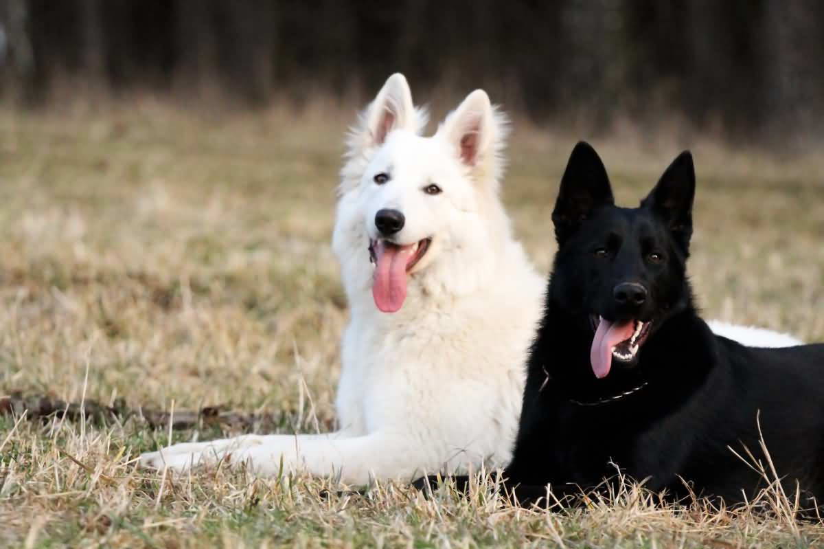 Black And White German Shepherd Puppies