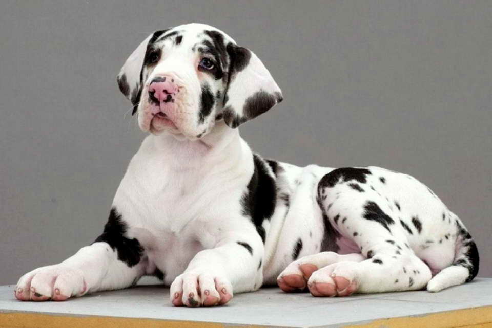 Black And White Great Dane For Sale