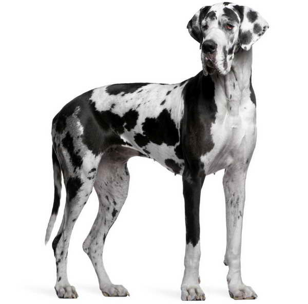 Black And White Great Dane