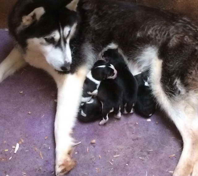 Black And White Husky Puppies With Blue Eyes For Sale