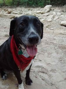 Black And White Labrador Puppies