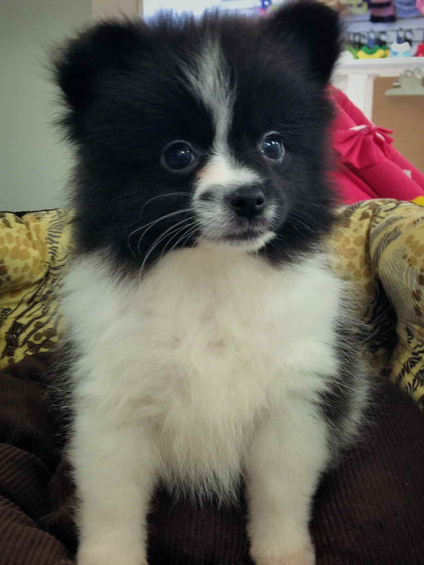 Black And White Parti Pomeranian Puppies For Sale