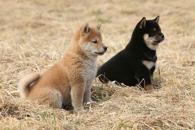 Black And White Shiba Inu Puppies Petsidi