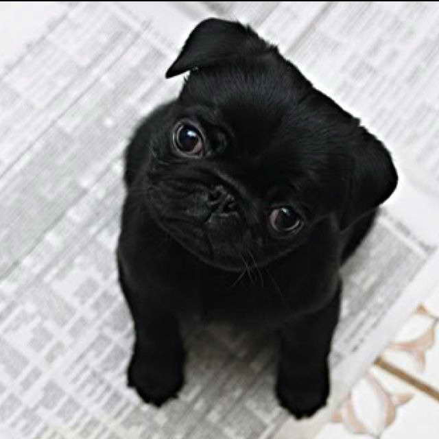 Black Baby Pug