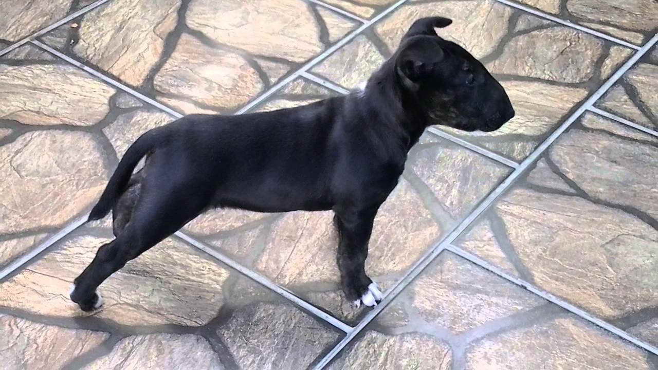 Black Bull Terrier For Sale