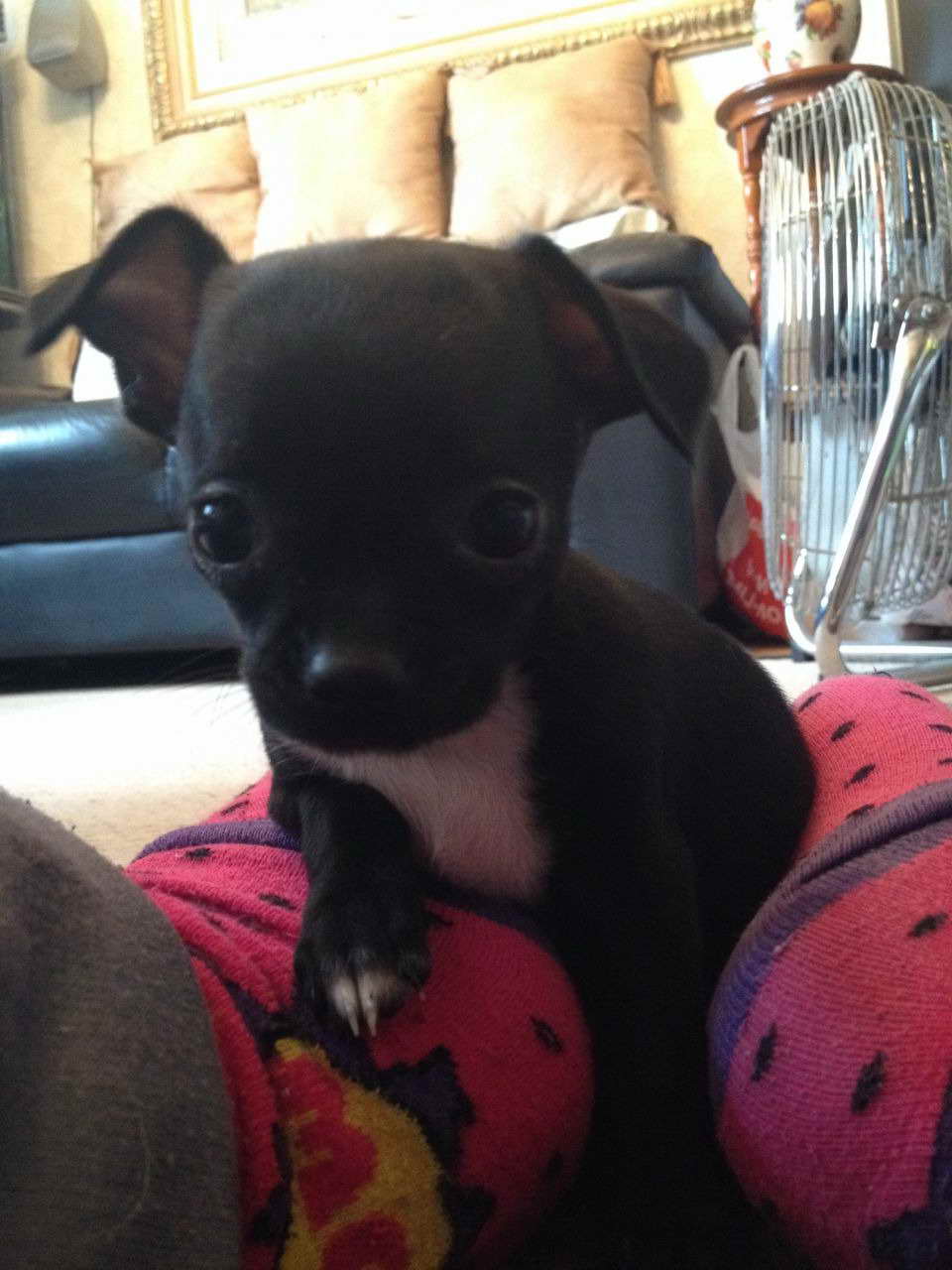 Black Chihuahua For Sale