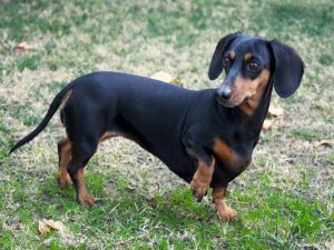 Black Dachshund