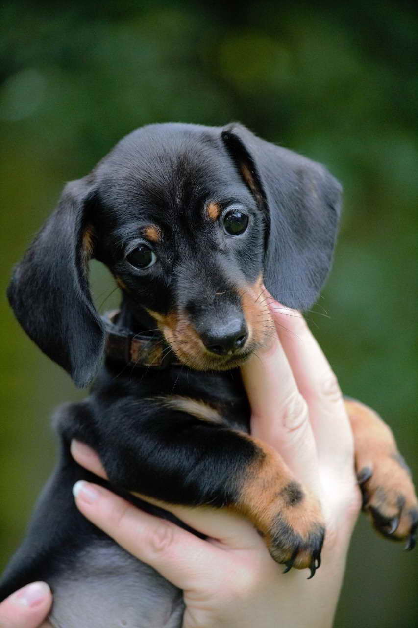 27 Dachshund Puppies Breeders Picture Bleumoonproductions