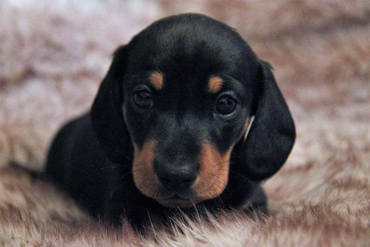 Black Dachshund Puppies